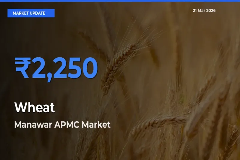 Farmers Prefer Manawar APMC as Wheat Hits Highest Rate