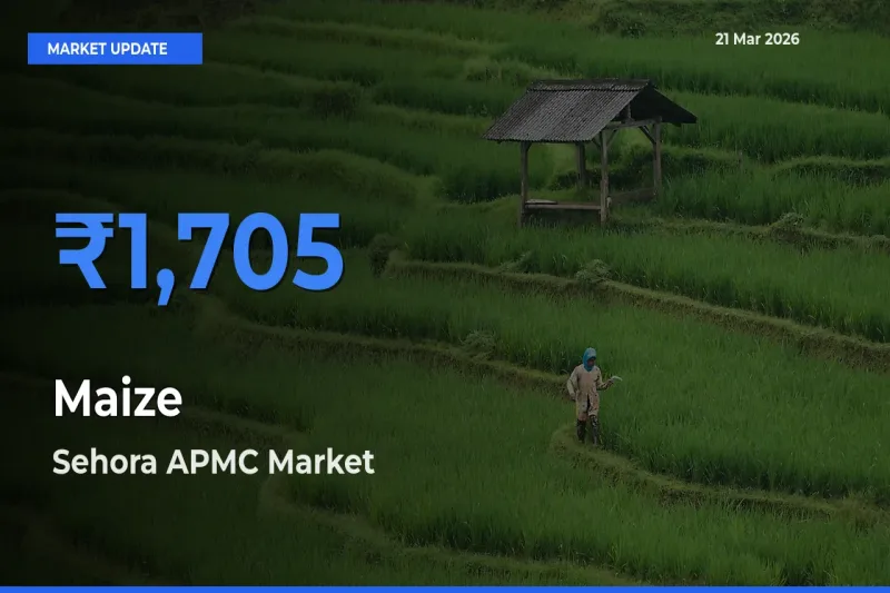 Top Performer! Sehora APMC Offers Best Maize Price Today