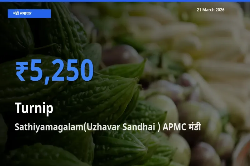आज का मंडी भाव: शलजम के सबसे ज़्यादा दाम Sathiyamagalam(Uzhavar Sandhai ) APMC में
