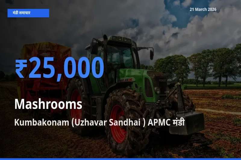 टॉप मंडी बना Kumbakonam (Uzhavar Sandhai ) APMC! मशरूम के सबसे ऊँचे दाम यहीं दर्ज