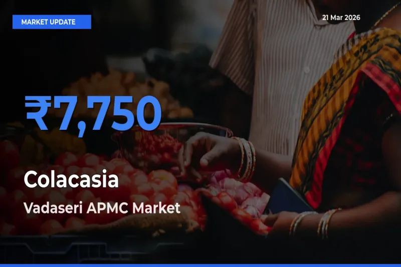Market Watch: Vadaseri APMC Becomes Top Mandi for Colacasia