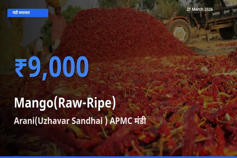 बाज़ार संकेत: Arani(Uzhavar Sandhai ) APMC बना आम (कच्चा-पका) के लिए आज की टॉप मंडी