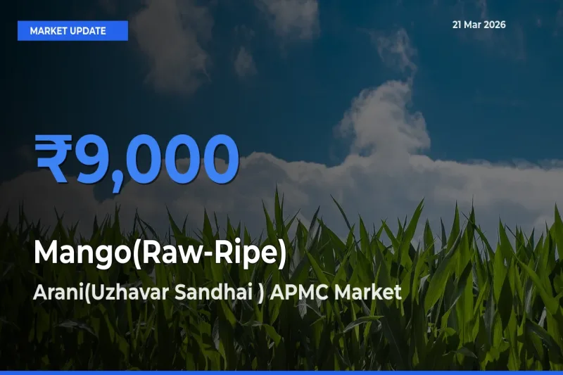 Arani(Uzhavar Sandhai ) APMC Tops Mango(Raw-Ripe) Rates – March 21 Market Update