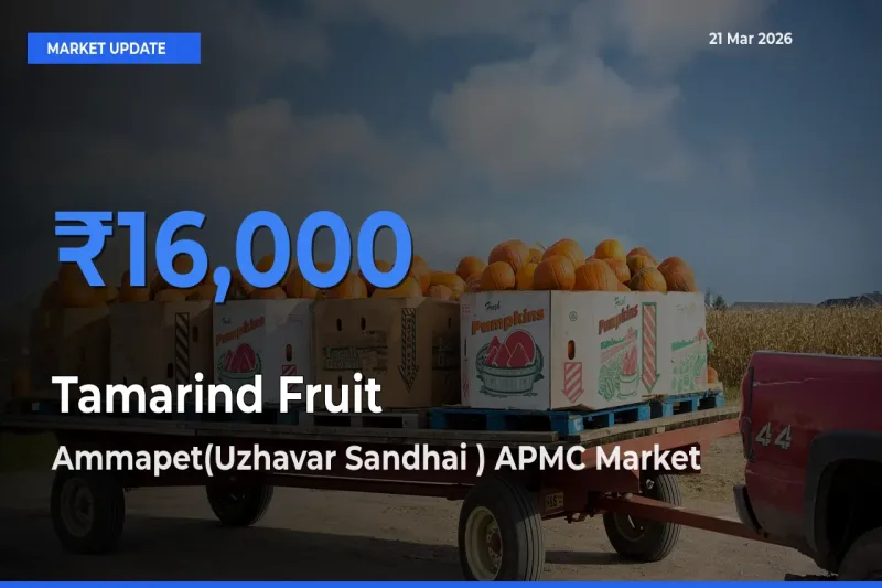 Market Watch: Ammapet(Uzhavar Sandhai ) APMC Becomes Top Mandi for Tamarind Fruit