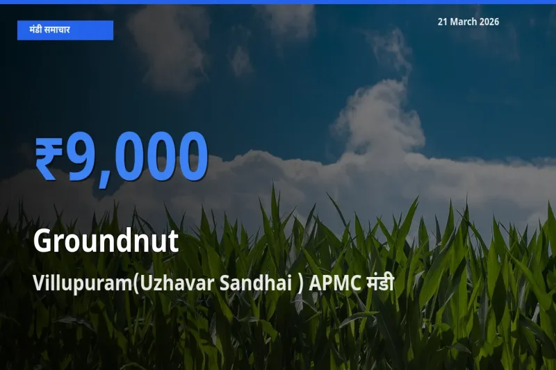 आज का मंडी भाव: मूंगफली के सबसे ज़्यादा दाम Villupuram(Uzhavar Sandhai ) APMC में