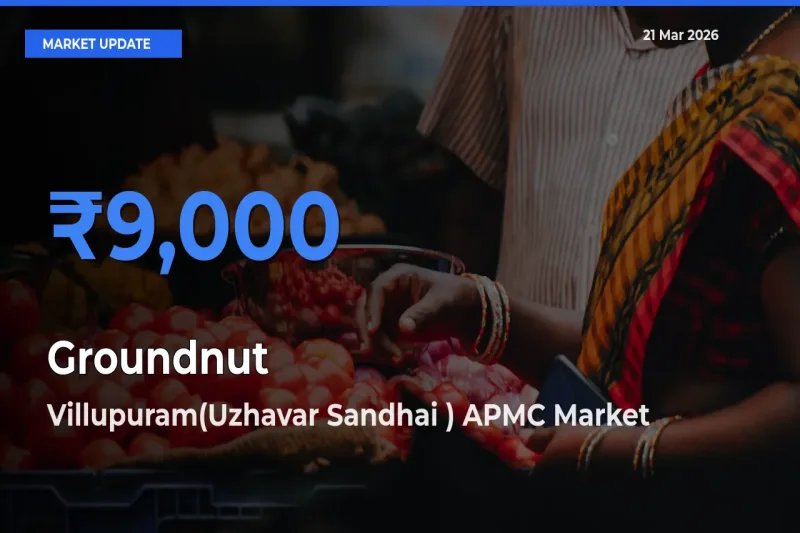 Villupuram(Uzhavar Sandhai ) APMC Emerges as Top Mandi for Groundnut Prices Today