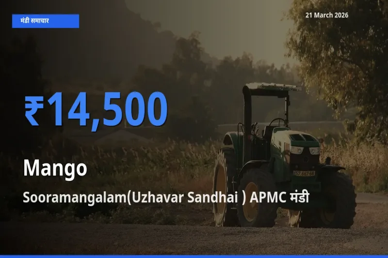 आज आम के सबसे ऊँचे दाम ₹14,500 Sooramangalam(Uzhavar Sandhai ) APMC मंडी में
