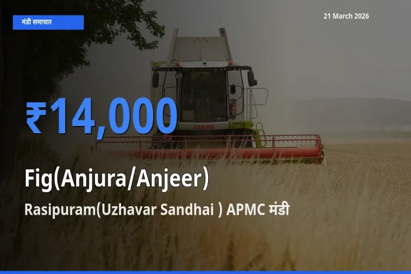 आज अंजीर के सबसे ऊँचे दाम ₹14,000 Rasipuram(Uzhavar Sandhai ) APMC मंडी में