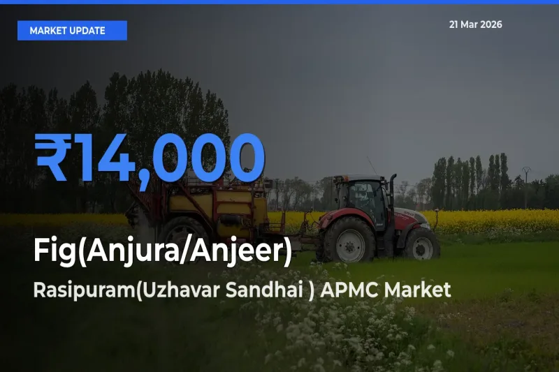 Rasipuram(Uzhavar Sandhai ) APMC Tops Fig(Anjura/Anjeer) Rates – March 21 Market Update