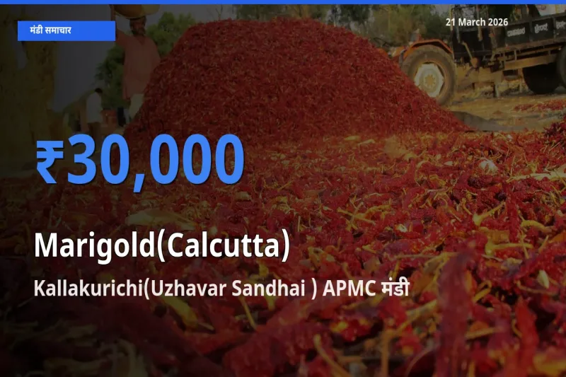 टॉप मंडी बना Kallakurichi(Uzhavar Sandhai ) APMC! गेंदा (कलकत्ता) के सबसे ऊँचे दाम यहीं दर्ज