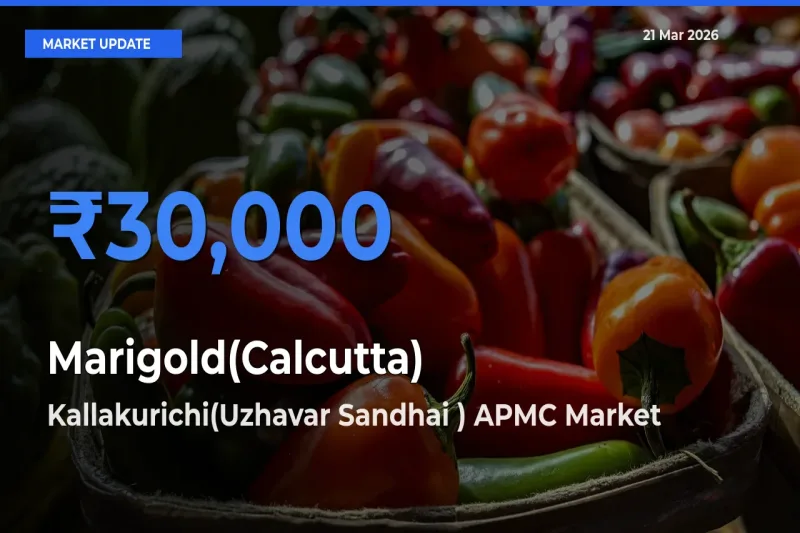 Farmers Prefer Kallakurichi(Uzhavar Sandhai ) APMC as Marigold(Calcutta) Hits Highest Rate
