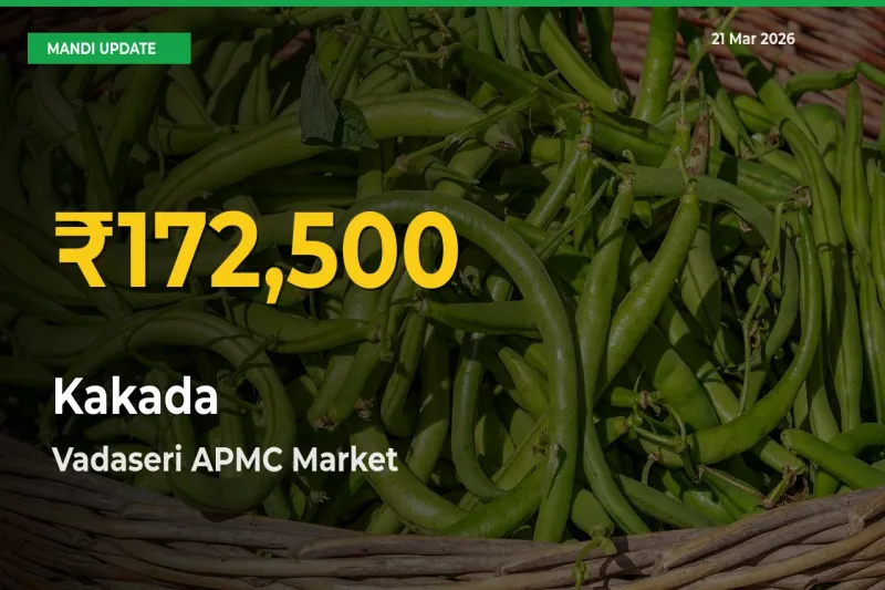 Kakada Mandi Rate Surges Today in Vadaseri APMC – Highest Level in 30 Days
