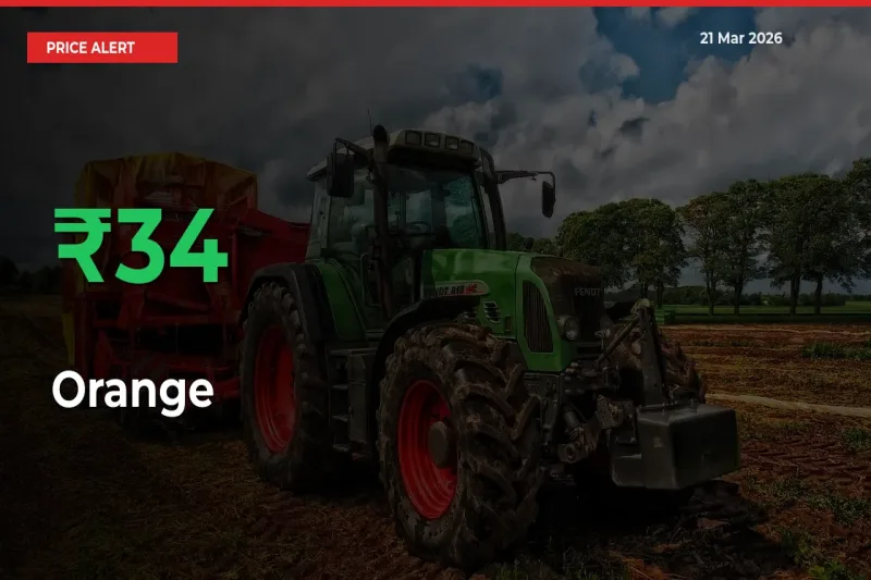 Orange Mandi Rate Today: Prices Jump 34.15% at Market