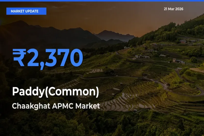 Chaakghat APMC Offers ₹2,370 – Highest Paddy(Common) Rate Today