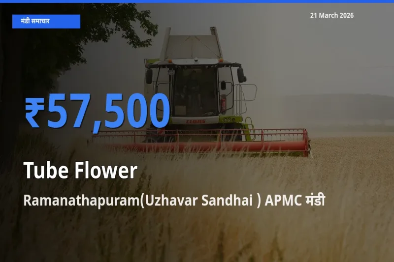 बाज़ार संकेत: Ramanathapuram(Uzhavar Sandhai ) APMC बना रजनीगंधा के लिए आज की टॉप मंडी