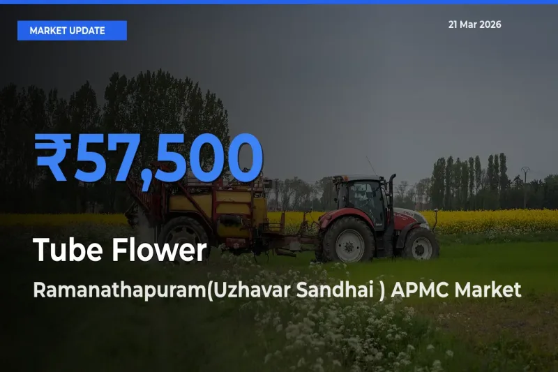 Ramanathapuram(Uzhavar Sandhai ) APMC Offers ₹57,500 – Highest Tube Flower Rate Today