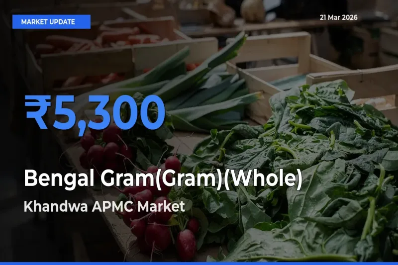 Khandwa APMC Tops Bengal Gram(Gram)(Whole) Rates – March 21 Market Update