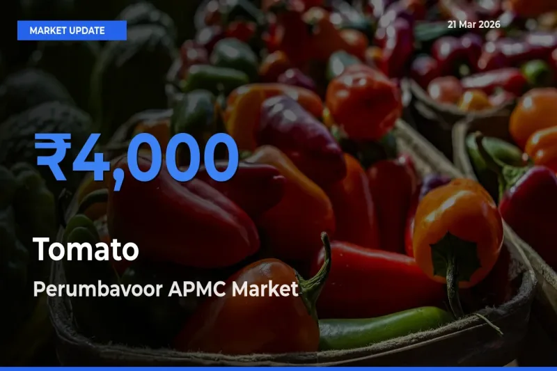 Perumbavoor APMC Tops Tomato Rates – March 21 Market Update