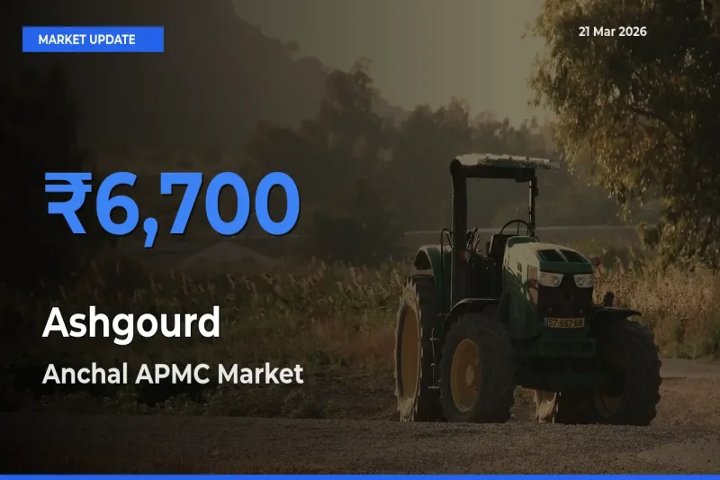 Market Watch: Anchal APMC Becomes Top Mandi for Ashgourd