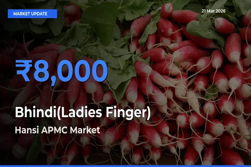 Market Watch: Hansi APMC Becomes Top Mandi for Bhindi(Ladies Finger)