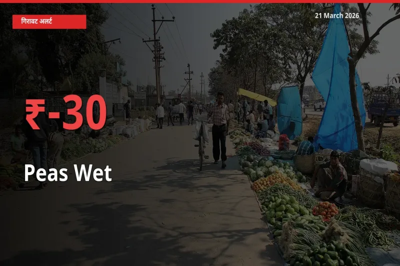 हरी मटर के दाम प्रमुख मंडी में 30.23% गिरे, 24 घंटे में बड़ा बदलाव