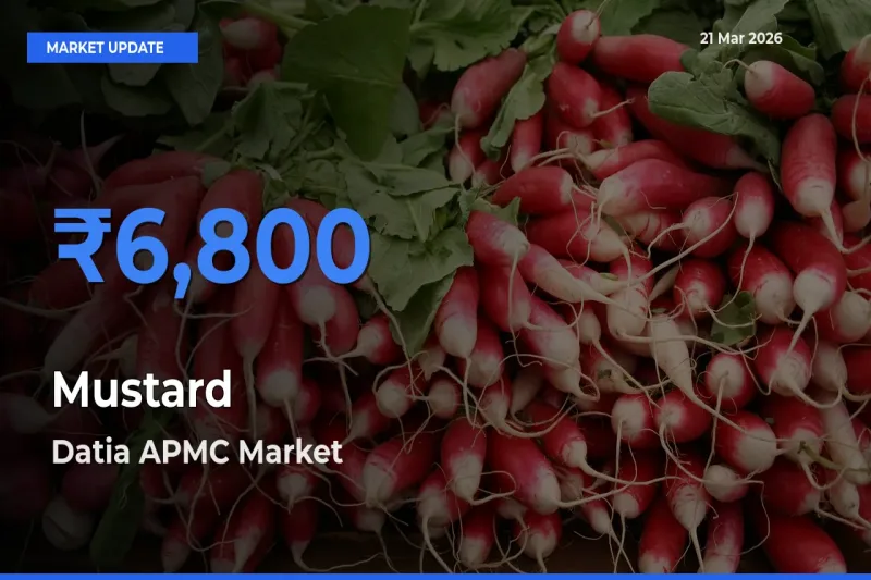 Farmers Prefer Datia APMC as Mustard Hits Highest Rate