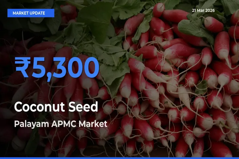 Palayam APMC Records Highest ₹5,300 Rate for Coconut Seed