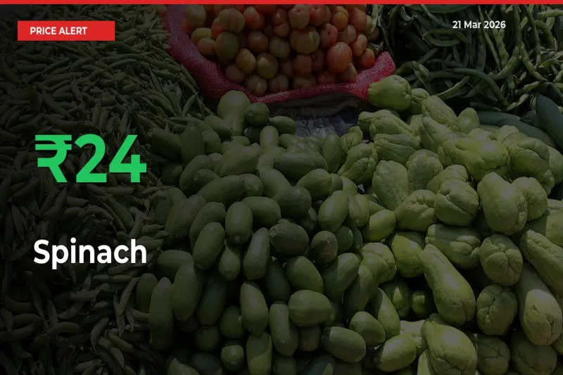 Big Rally! Spinach Climbs 23.88% in 24 Hours at Top Mandis