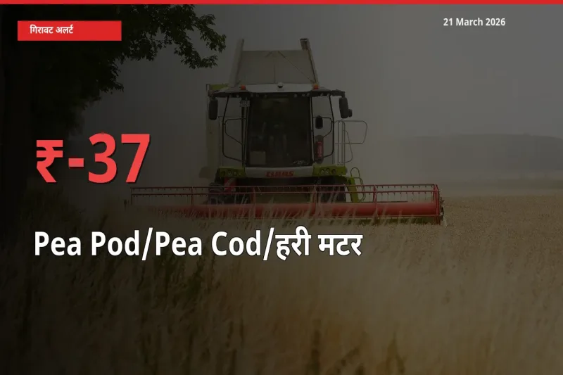 37.17% की गिरावट! मंडी में मटर की फली के दाम अचानक टूटे