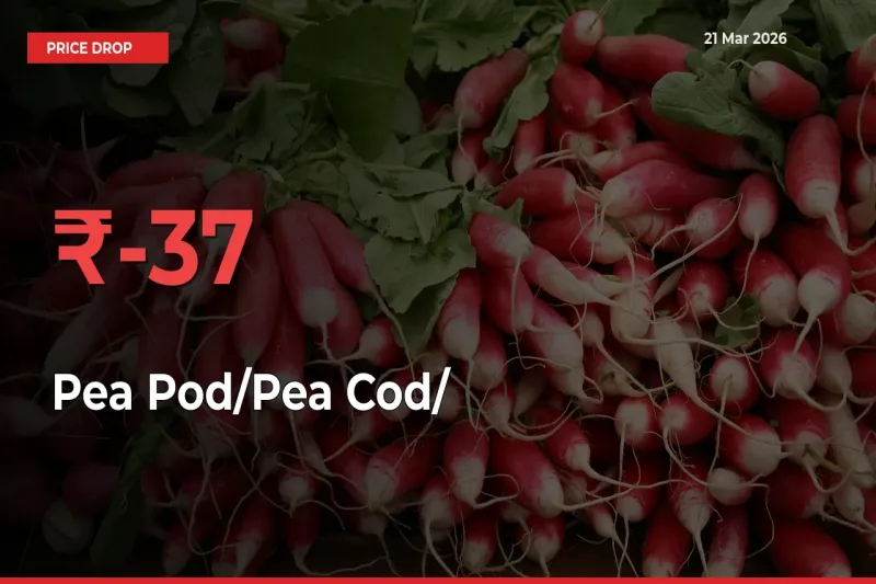 Sudden Shock! Pea Pod/Pea Cod/हरी मटर Drops 37.17% in 24 Hours at Top Mandis