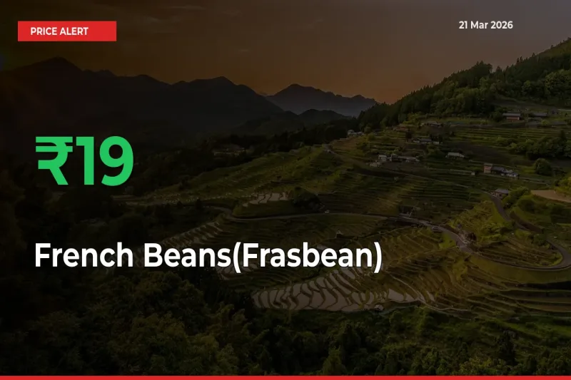 Big Rally! French Beans(Frasbean) Climbs 19.17% in 24 Hours at Top Mandis