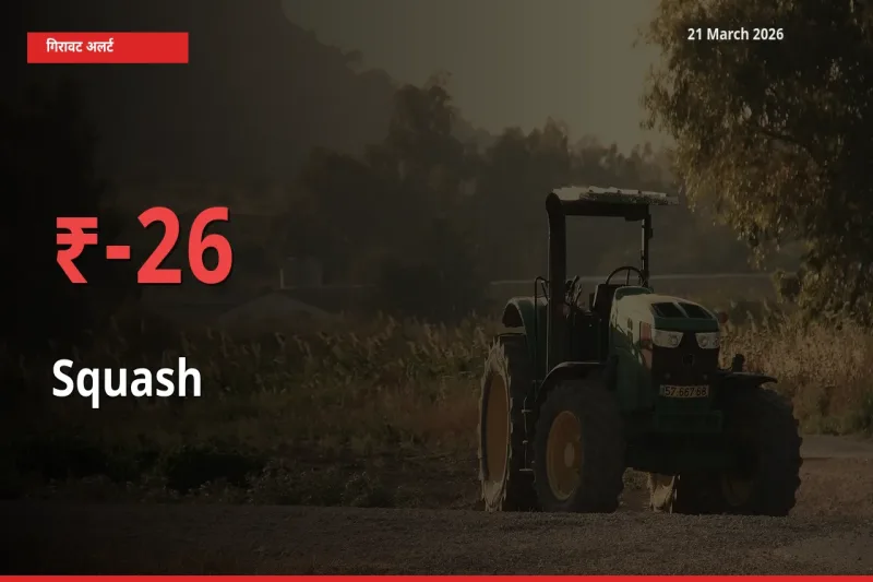 26% की गिरावट! मंडी में कद्दू (कोहड़ा) के दाम अचानक टूटे