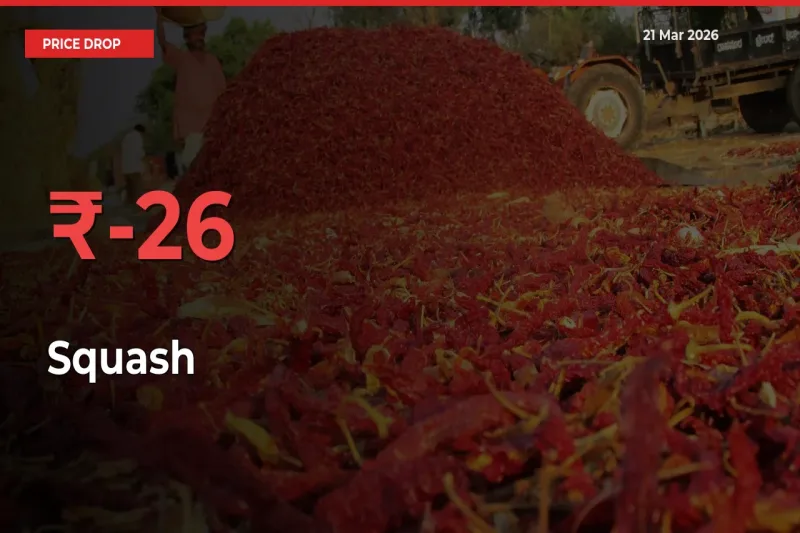 This Mandi Records 26% Fall in Squash Prices