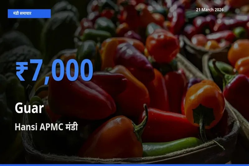 टॉप मंडी बना Hansi APMC! ग्वार के सबसे ऊँचे दाम यहीं दर्ज