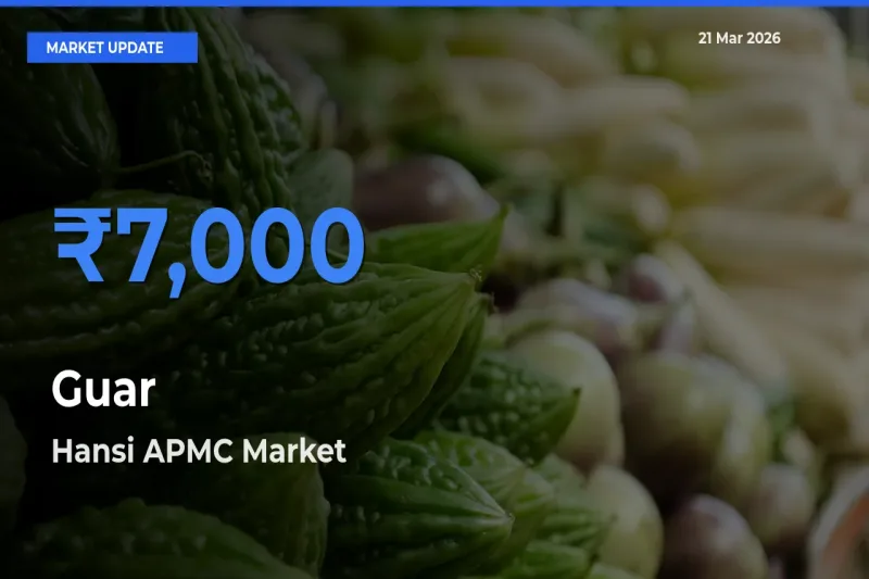 Hansi APMC Offers ₹7,000 – Highest Guar Rate Today