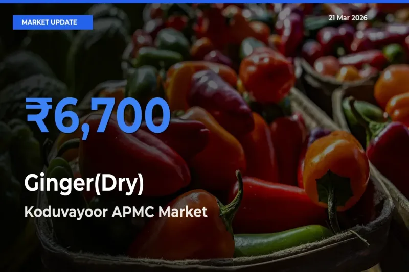 Koduvayoor APMC Offers ₹6,700 – Highest Ginger(Dry) Rate Today