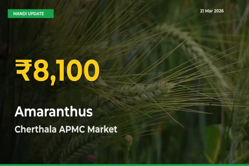 Big Jump in Amaranthus Prices! Cherthala APMC Records New Peak Today
