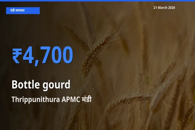 Thrippunithura APMC मंडी में लौकी ₹4,700 पर पहुँचा – आज का सर्वोच्च भाव