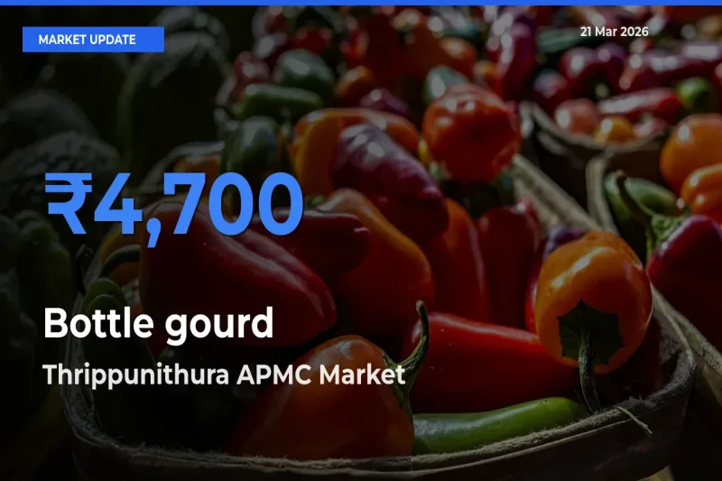 Thrippunithura APMC Emerges as Top Mandi for Bottle gourd Prices Today