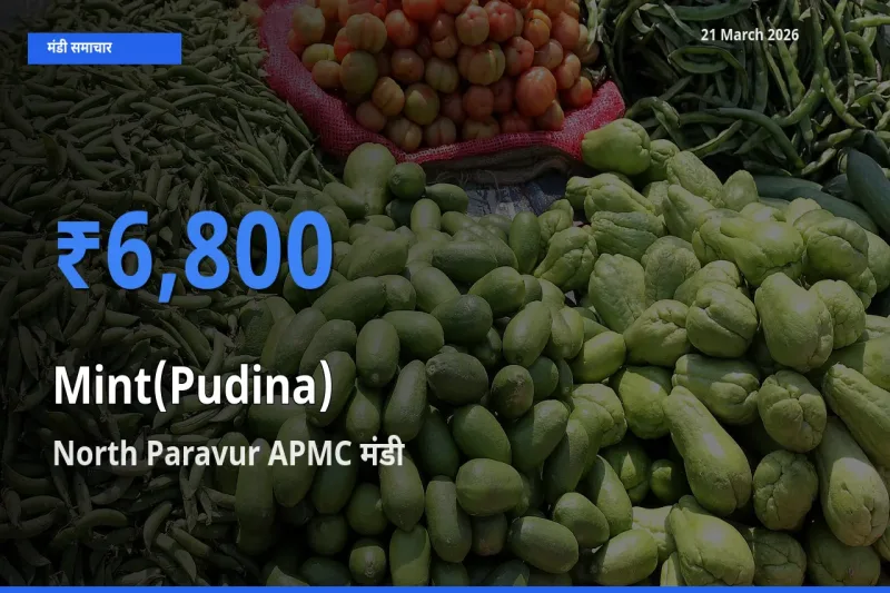 21 March अपडेट: पुदीना के सबसे ऊँचे दाम North Paravur APMC मंडी में