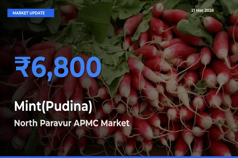 Market Watch: North Paravur APMC Becomes Top Mandi for Mint(Pudina)