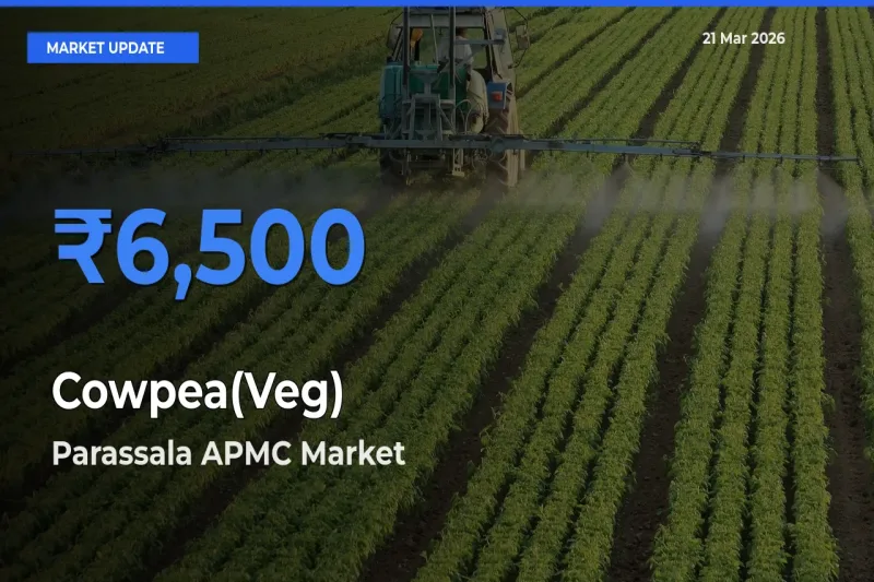 Parassala APMC Emerges as Top Mandi for Cowpea(Veg) Prices Today
