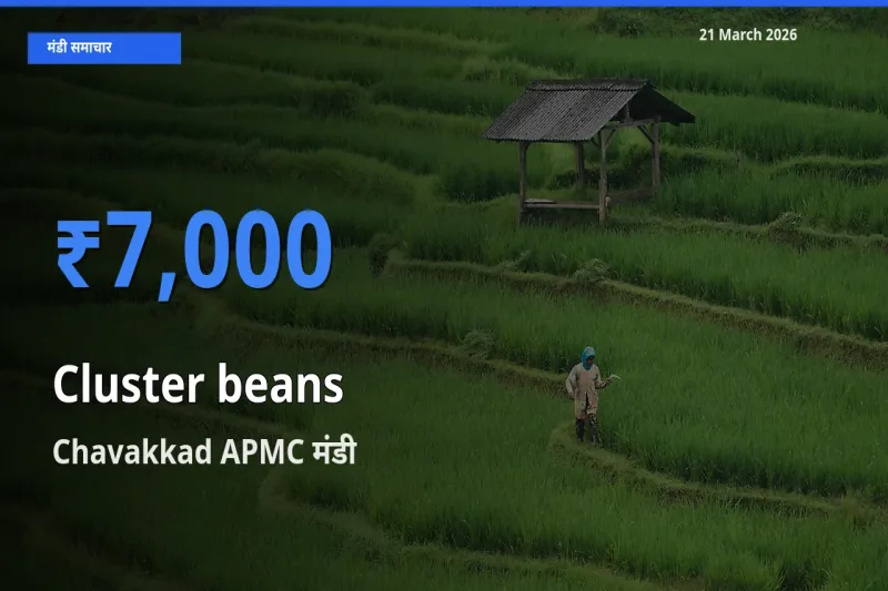 Chavakkad APMC मंडी में ग्वार फली ₹7,000 पर पहुँचा – आज का सर्वोच्च भाव