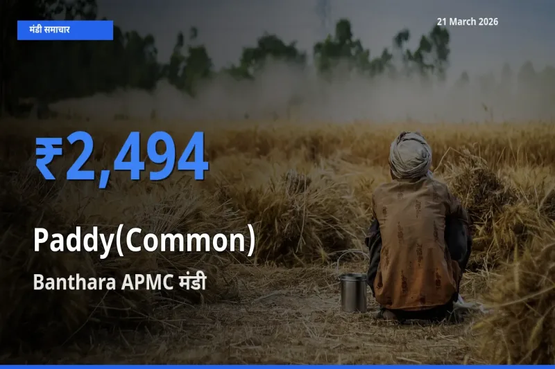 किसानों की पसंद बना Banthara APMC, धान (सामान्य) के सबसे अच्छे दाम