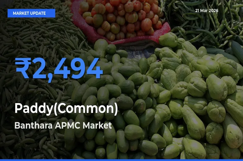 Top Performer! Banthara APMC Offers Best Paddy(Common) Price Today