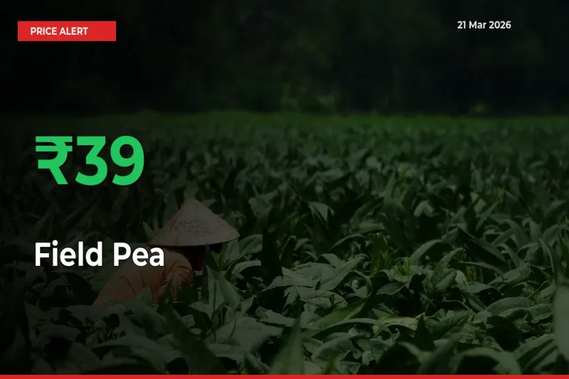 Sharp Jump! Field Pea Prices Climb 38.75% in 24 Hours at Key Mandis
