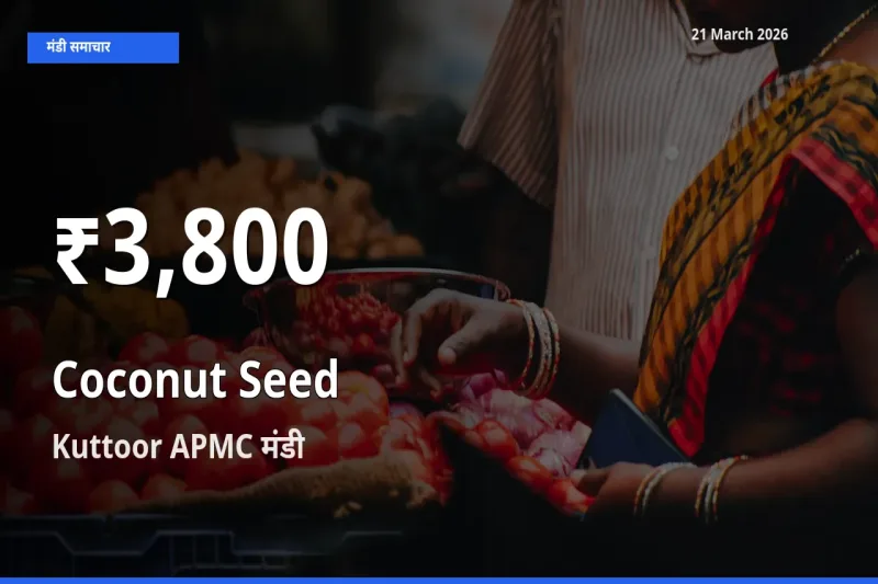 रिकॉर्ड गिरावट नहीं, लेकिन 30 दिन का न्यूनतम! Kuttoor APMC में नारियल का बीज के दाम फिसले