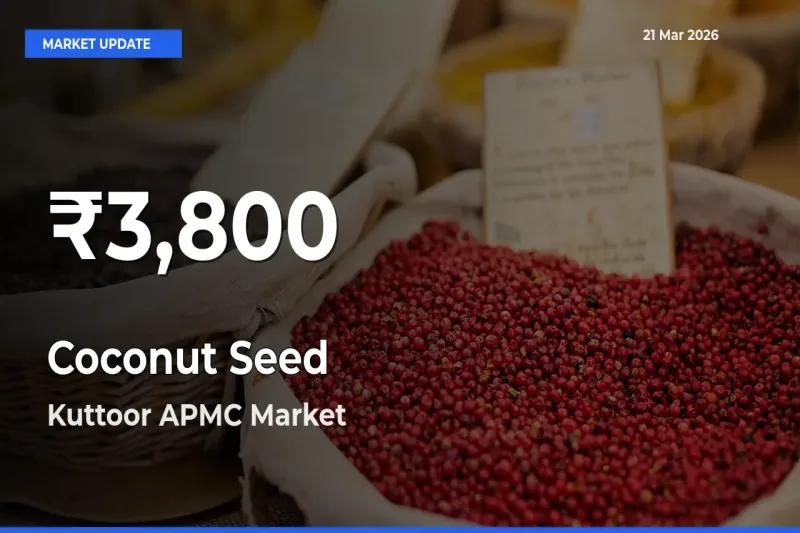 Big Drop! Coconut Seed Slides to 30-Day Low at Kuttoor APMC