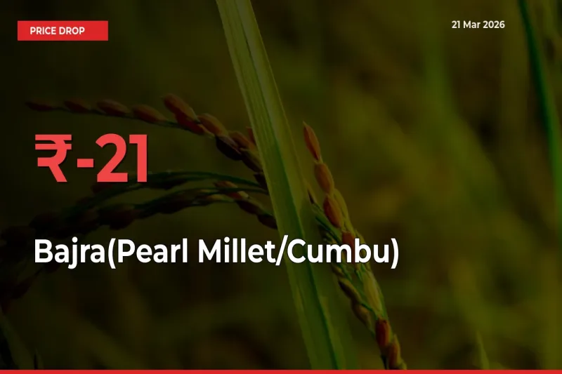 Bajra(Pearl Millet/Cumbu) Falls 21.47% at Mandis