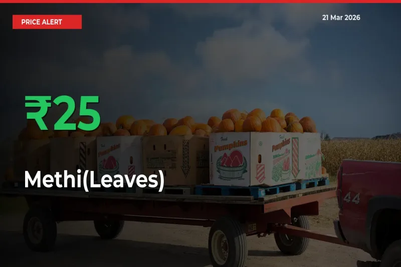 Farmers Cheer as Methi(Leaves) Prices Surge 25.41% in Local Mandis